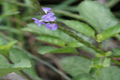 Stachytarpheta jamaicensis